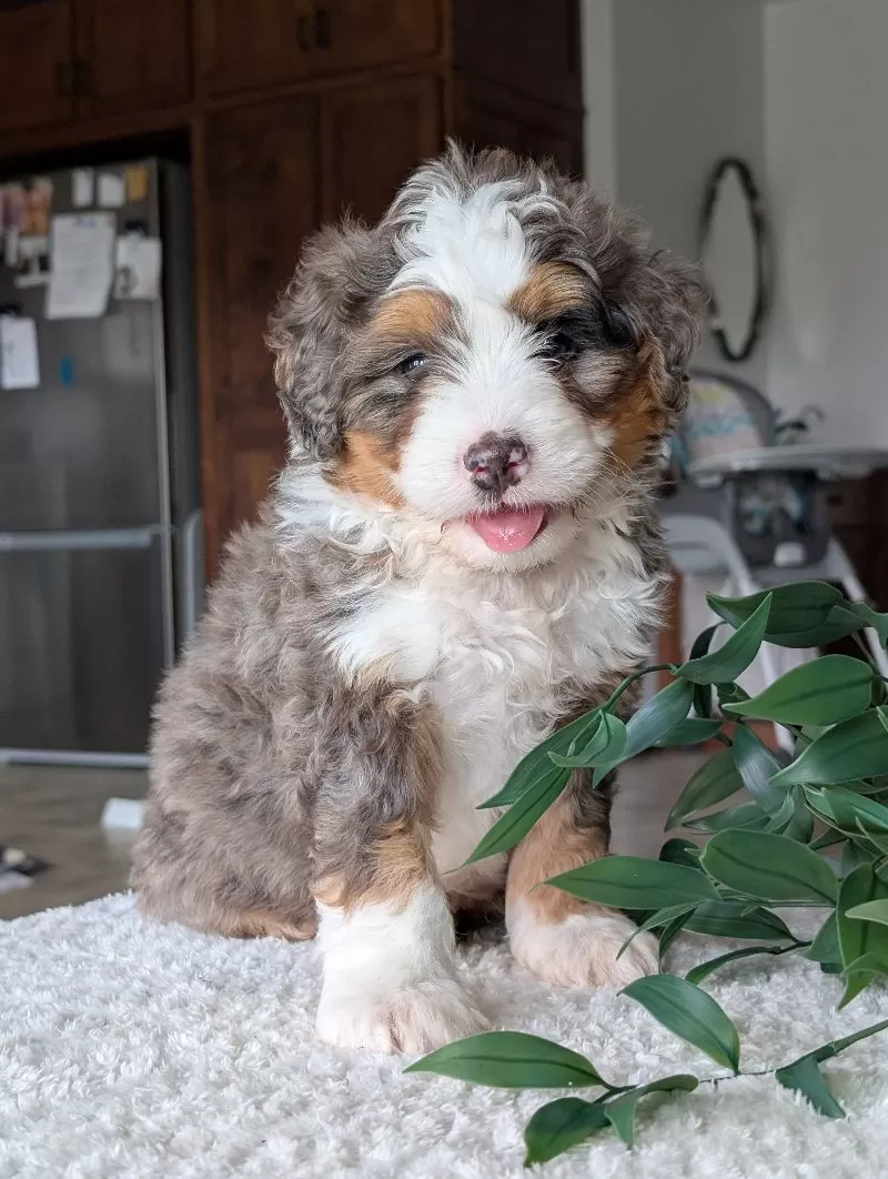Louie