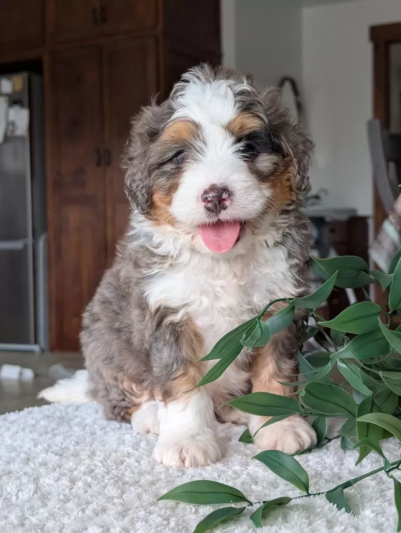 Louie