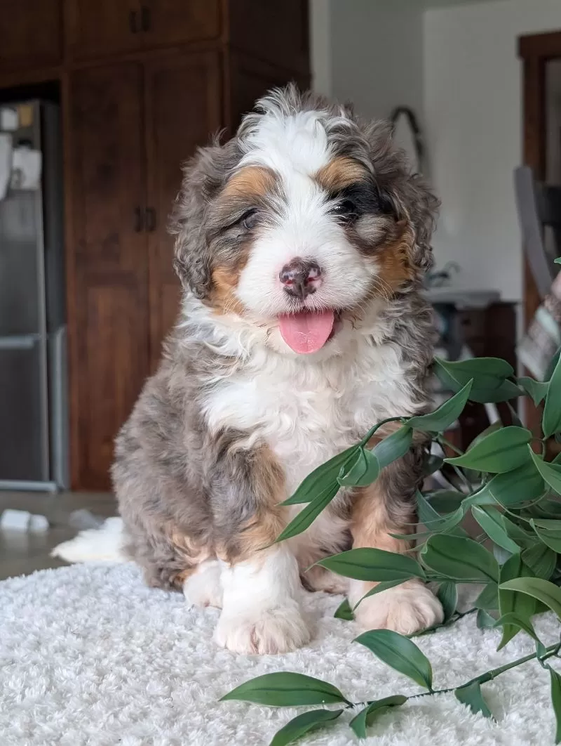 Louie