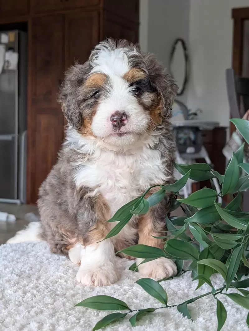 Louie