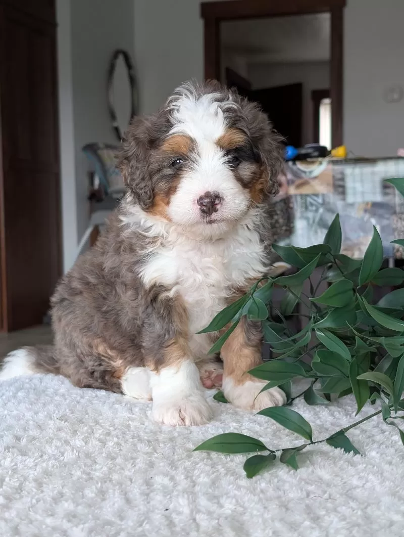 Louie