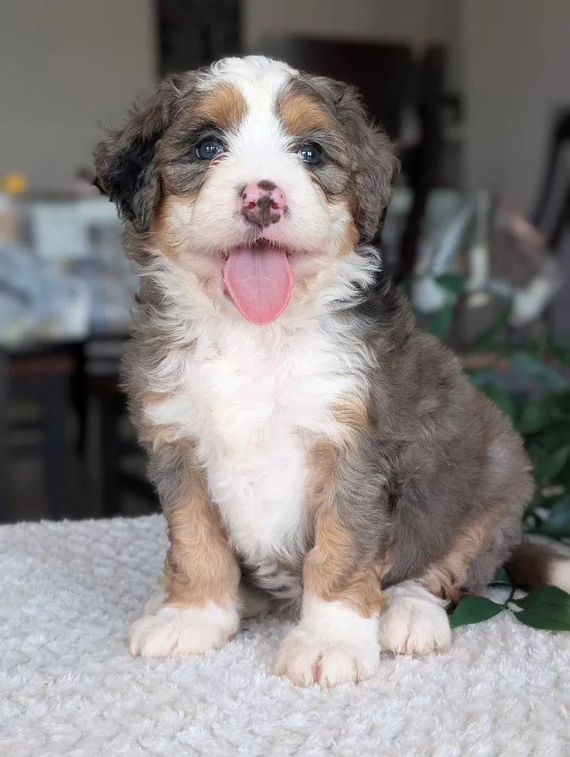 Puppy Name: Mini Indy