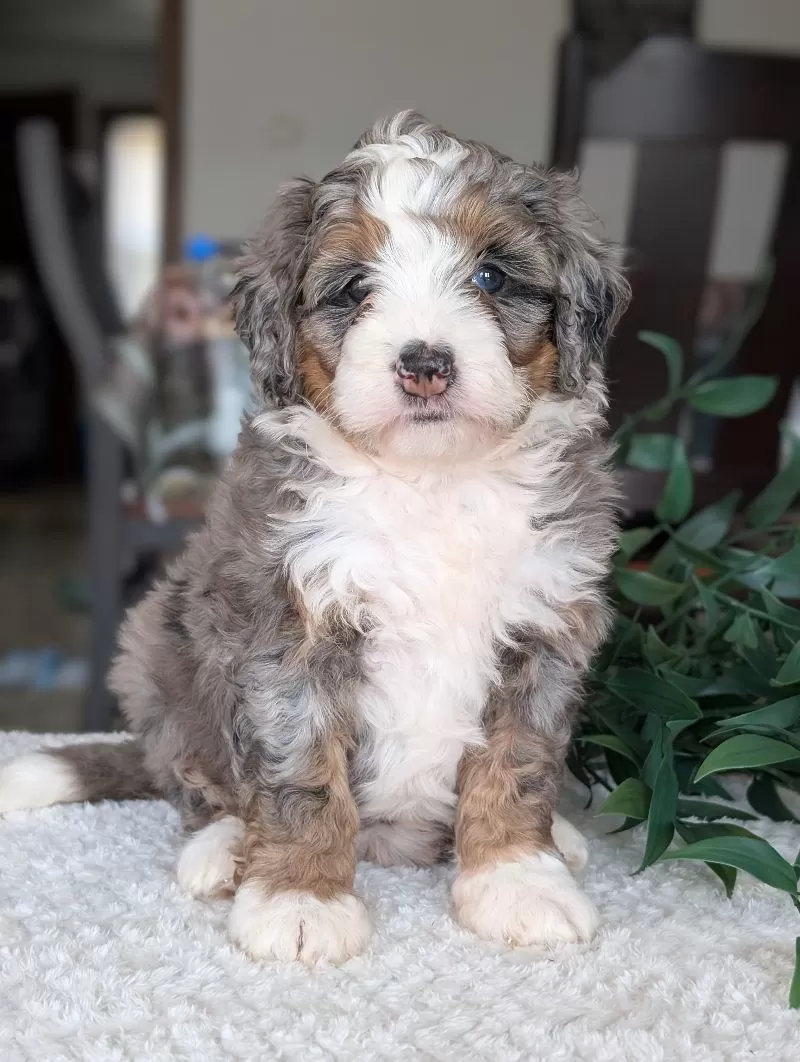 Puppy Name: Mini Allie