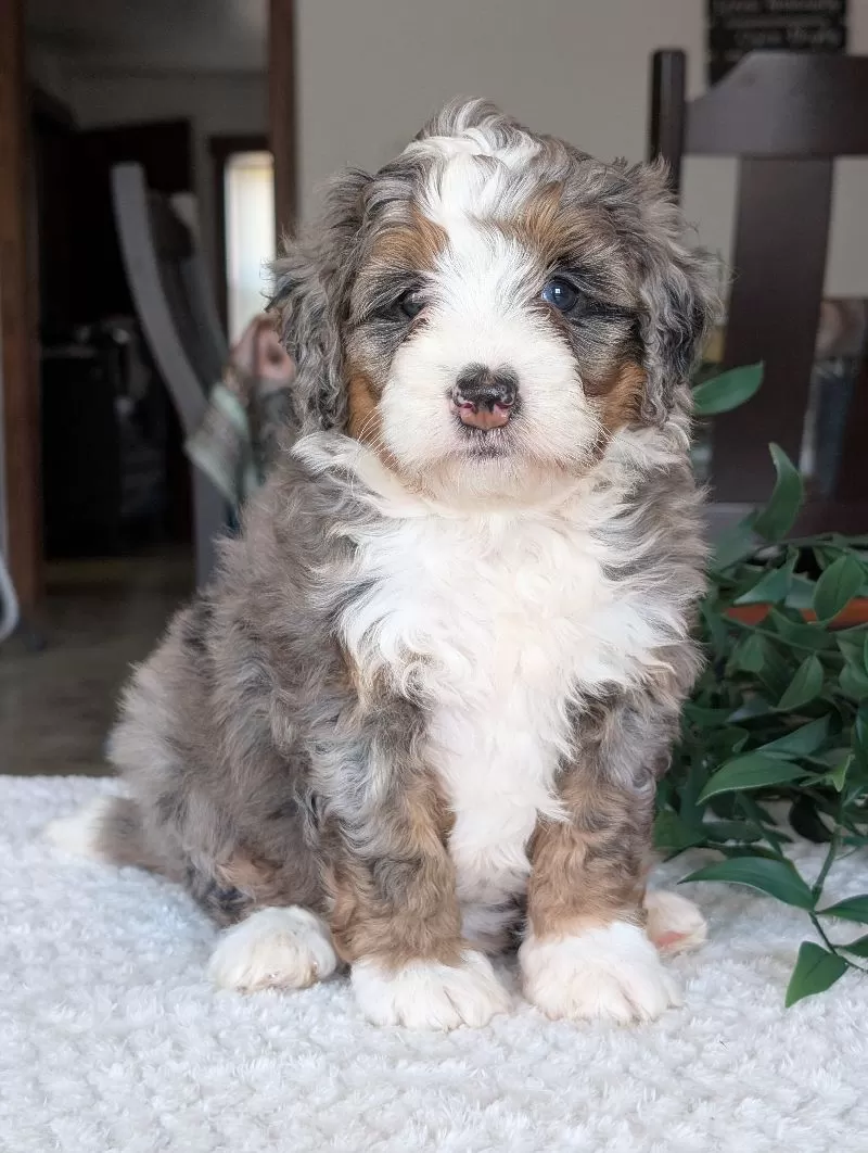 Mini Allie