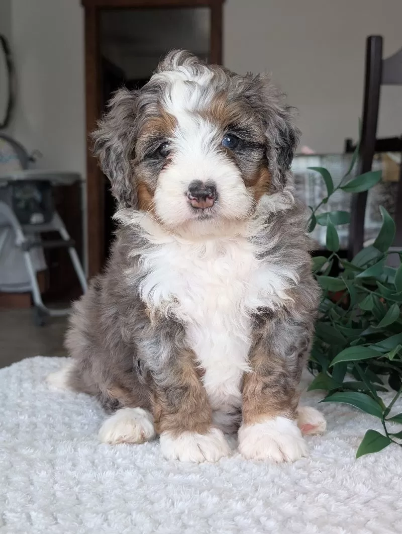 Mini Allie