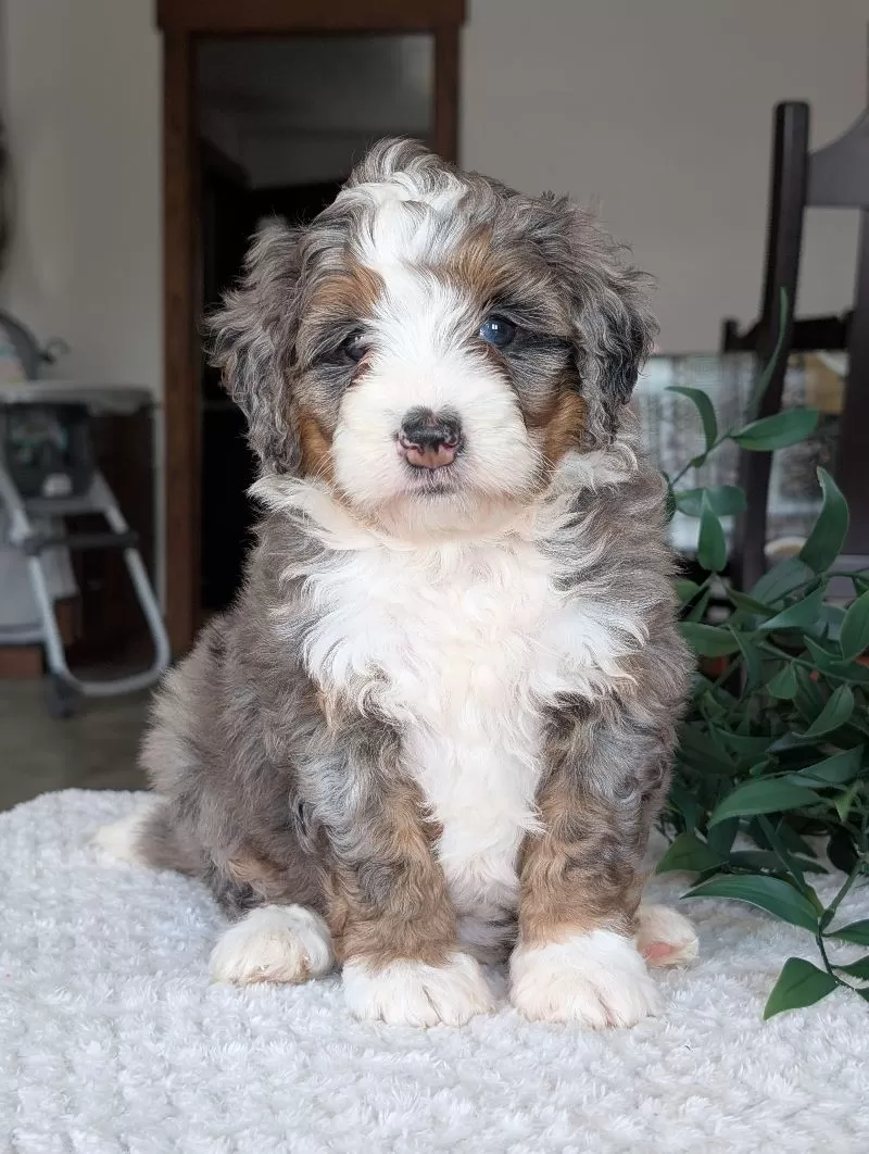 Mini Allie