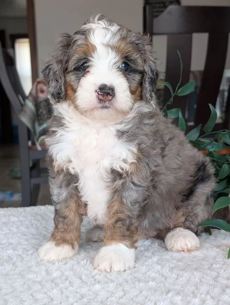 Mini Allie