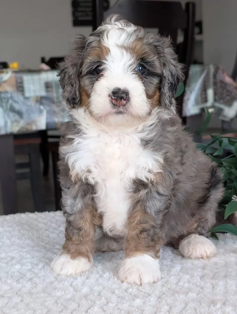 Mini Allie