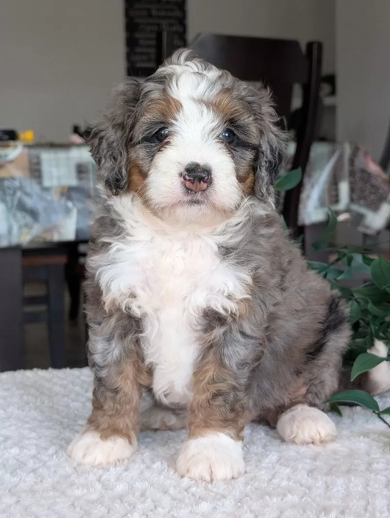 Mini Allie