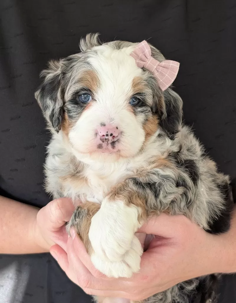 Puppy Name: Mini Skye