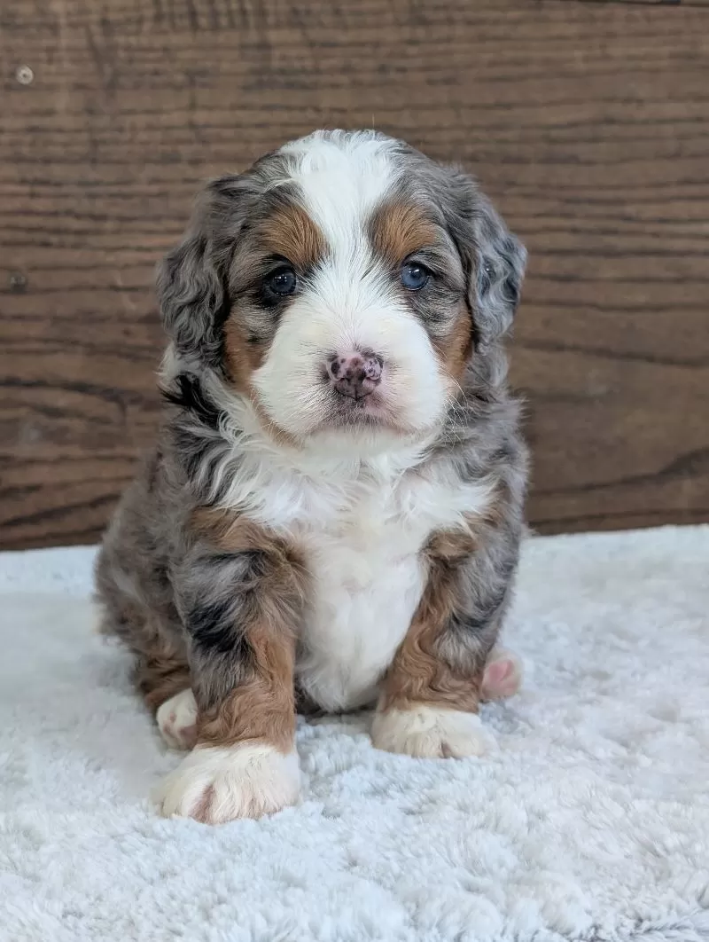 Puppy Name: Mini Sadie