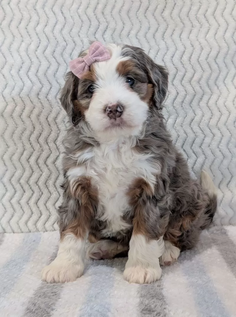 Puppy Name: Mini Navy