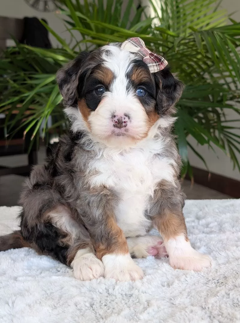 Puppy Name: Mini Nemo