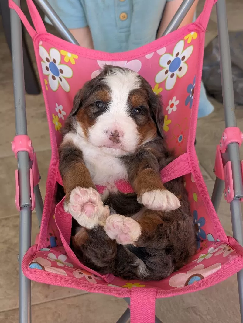 Puppy Name: Mini Marlo