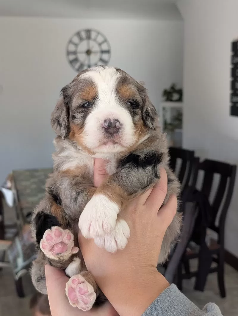 Puppy Name: Mini Baker