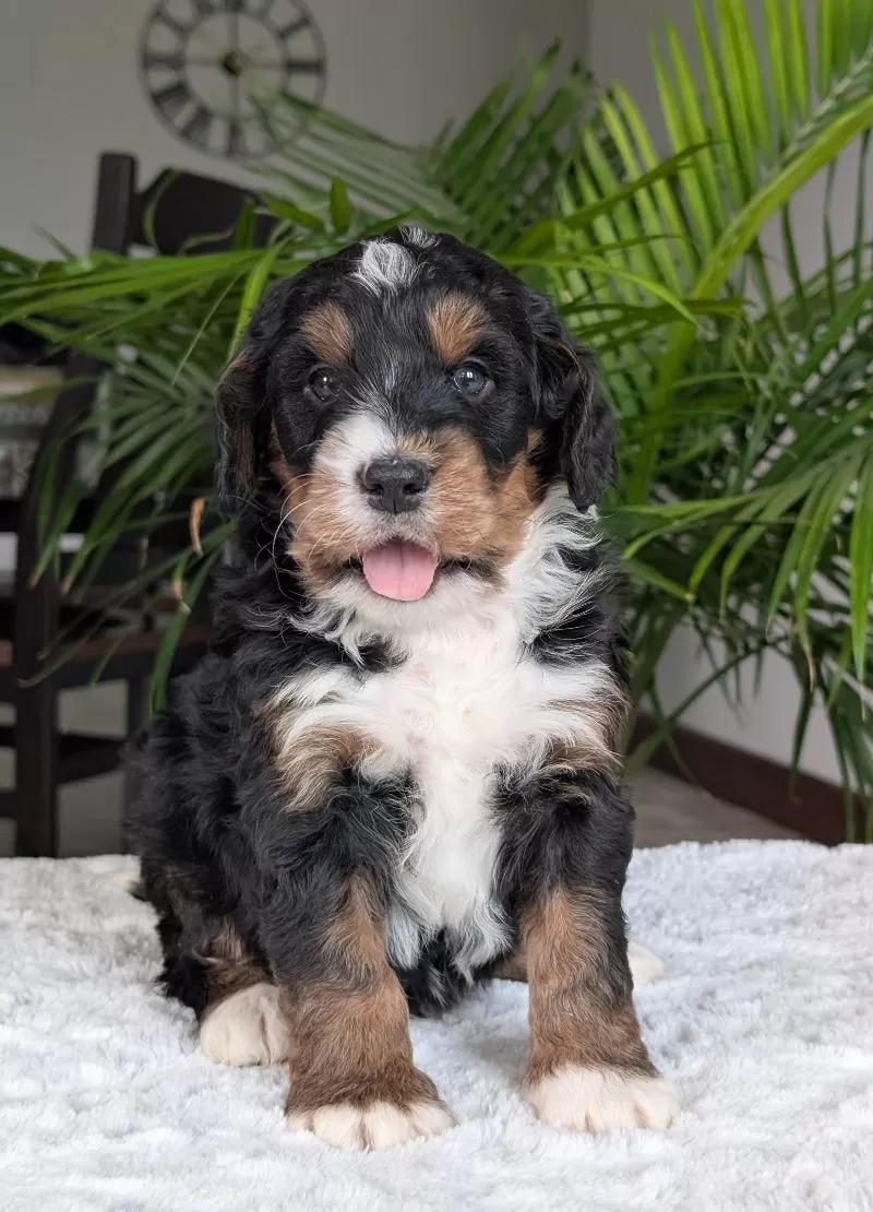 Puppy Name: Mini Jamie