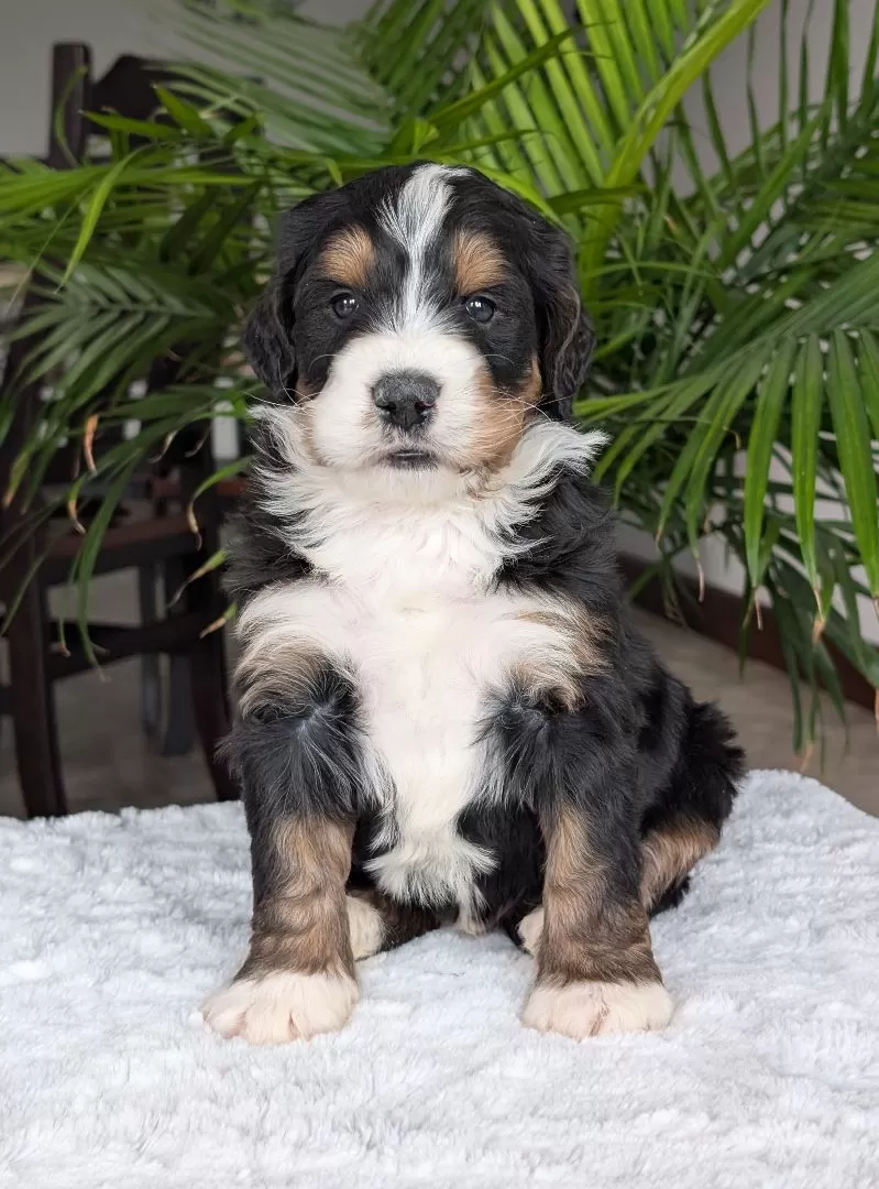 Puppy Name: Mini Hudson