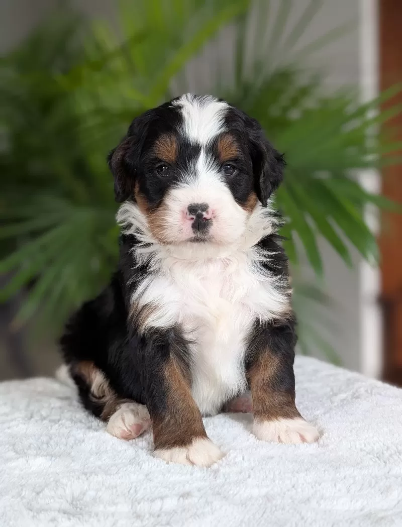 Puppy Name: Mini Benji