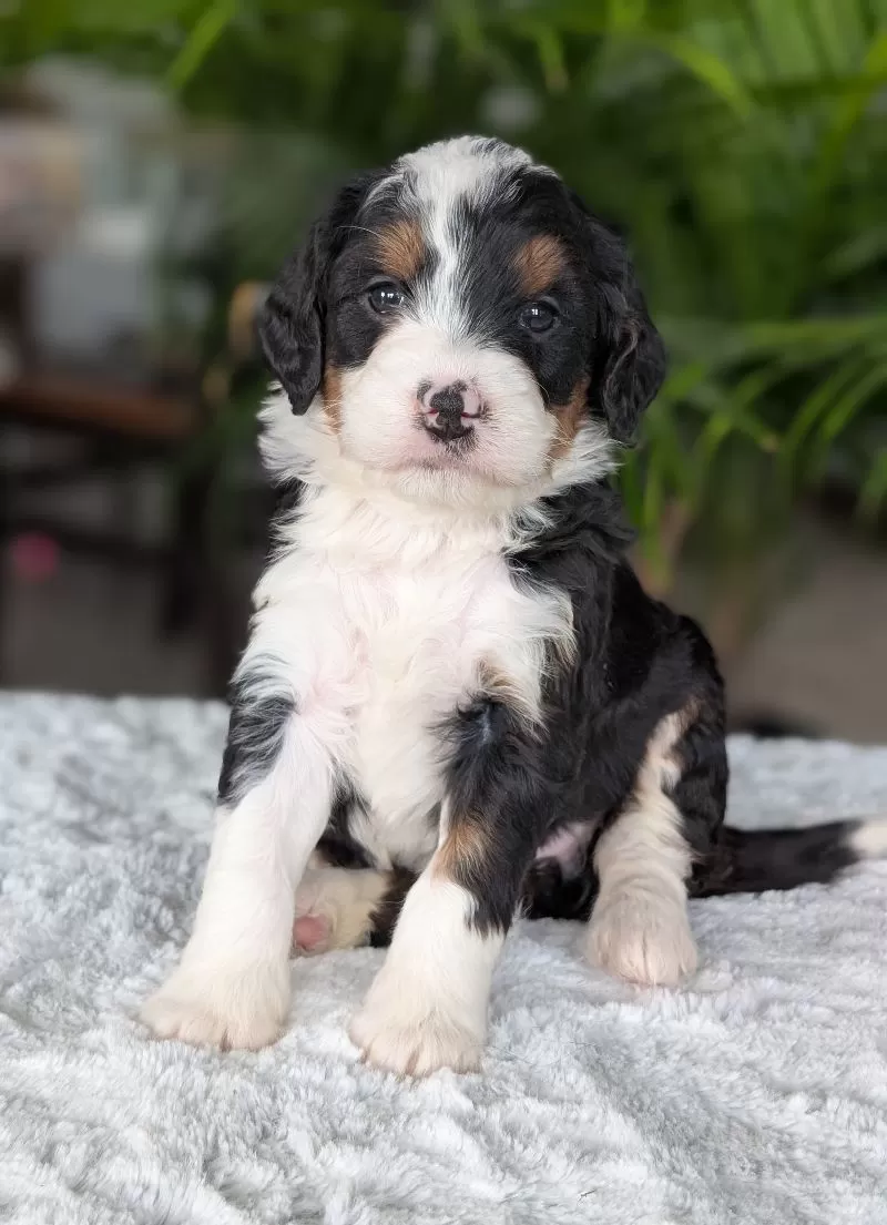 Puppy Name: Mini Bobbin